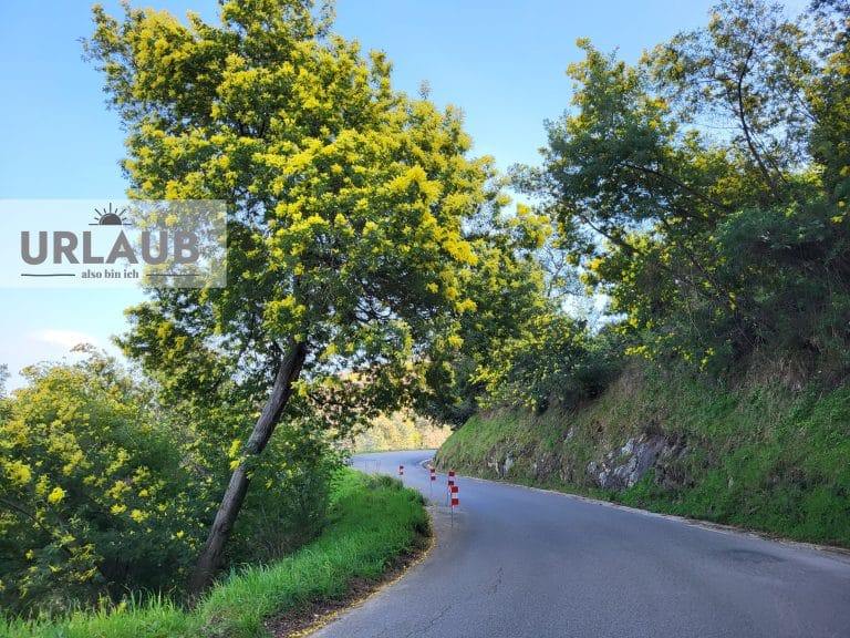 Côte d’Azure Tag 4: Straße der Mimosen